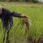 Mentan Beberkan Kerugian Petani Rp 3,2 Triliun Akibat Pupuk Palsu 080861700_1733280216-WhatsApp_Image_2024-12-04_at_9.19.15_AM.jpeg